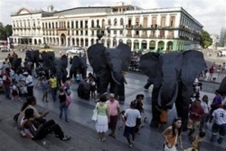 Elephants Loose in Havana
